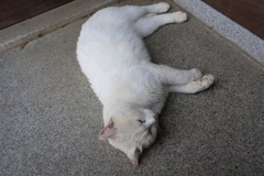 恵林寺で寝ていた猫