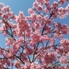 大阪の河津桜、満開！