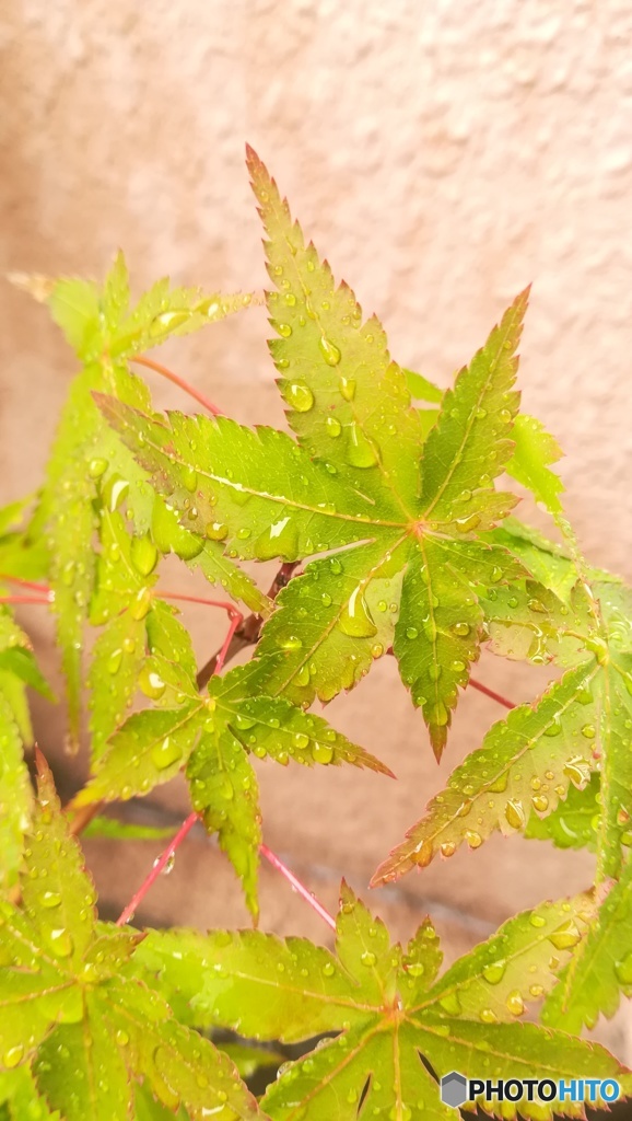 梅雨に濡れて