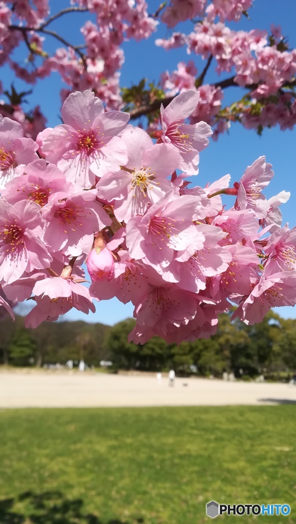 大阪で河津桜