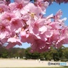 大阪で河津桜