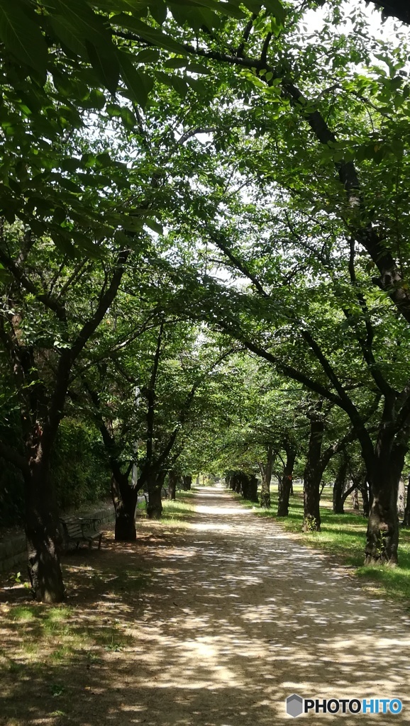 初夏の桜並木