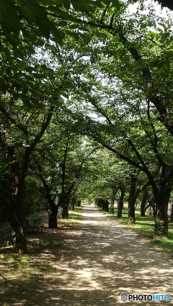 初夏の桜並木