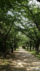 初夏の桜並木