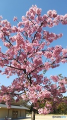 満開！河津桜
