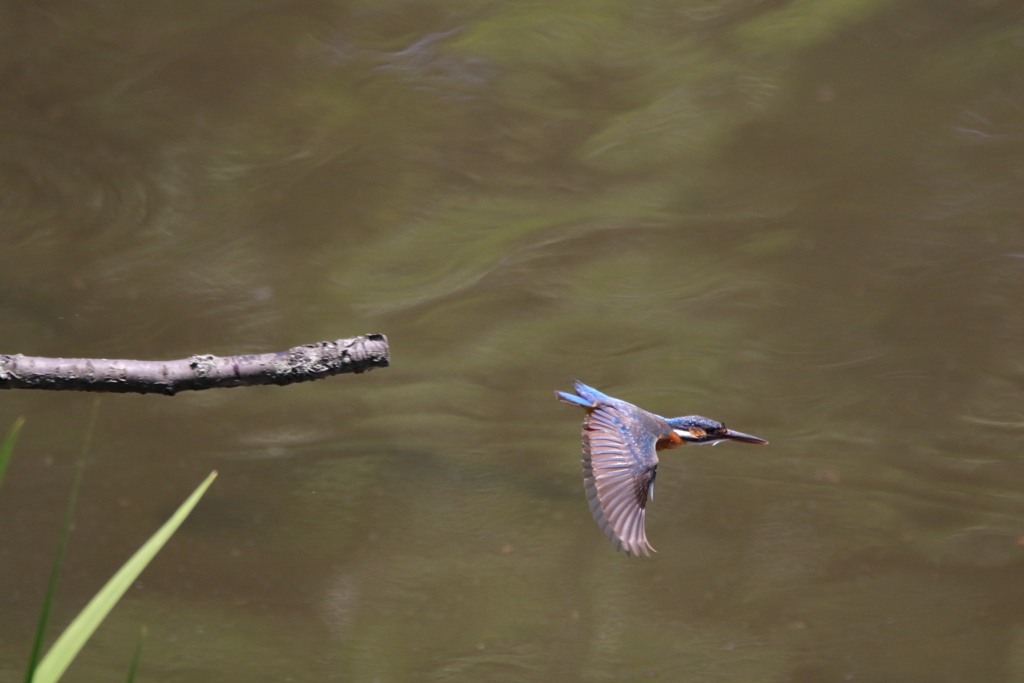 カワセミアタック
