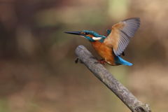 カワセミ　着枝１