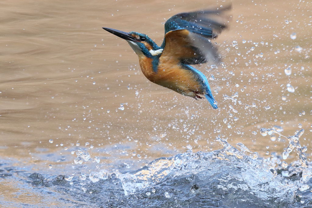 カワセミ 離水 1