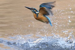 カワセミ 離水 1