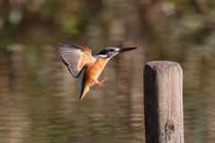 カワセミ 着杭