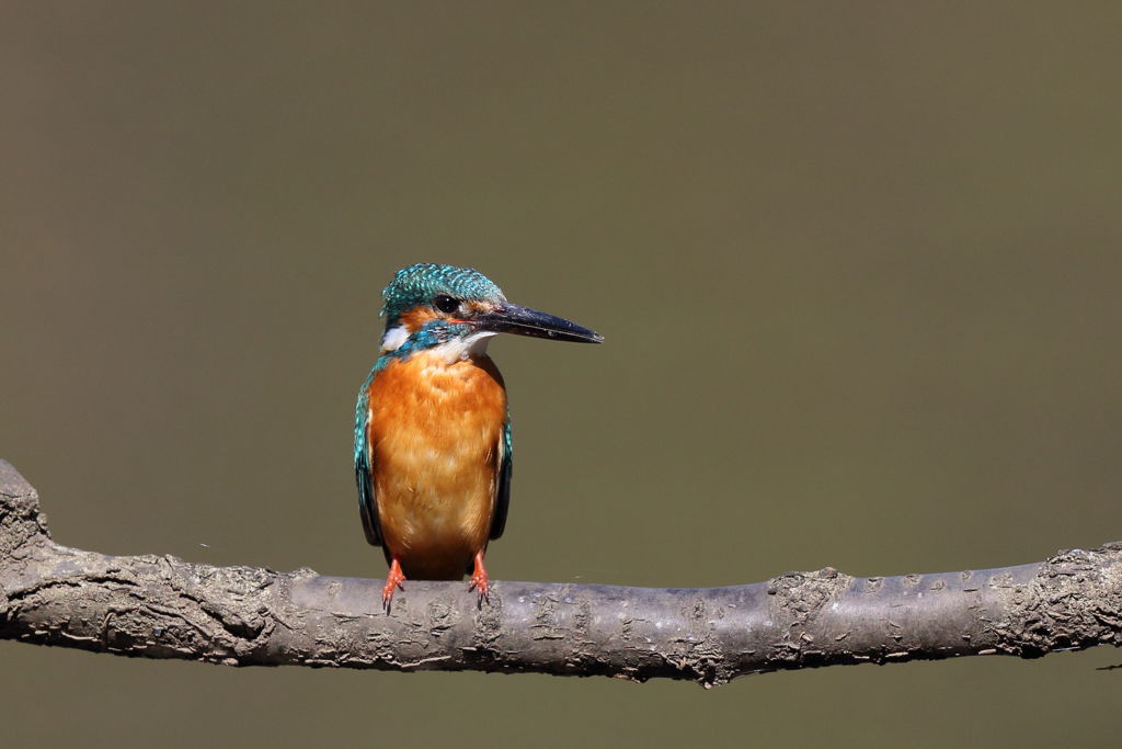 カワセミ 何となく汚い