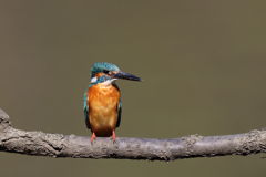 カワセミ 何となく汚い