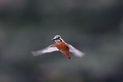 久しぶりの1DXⅡホバモード