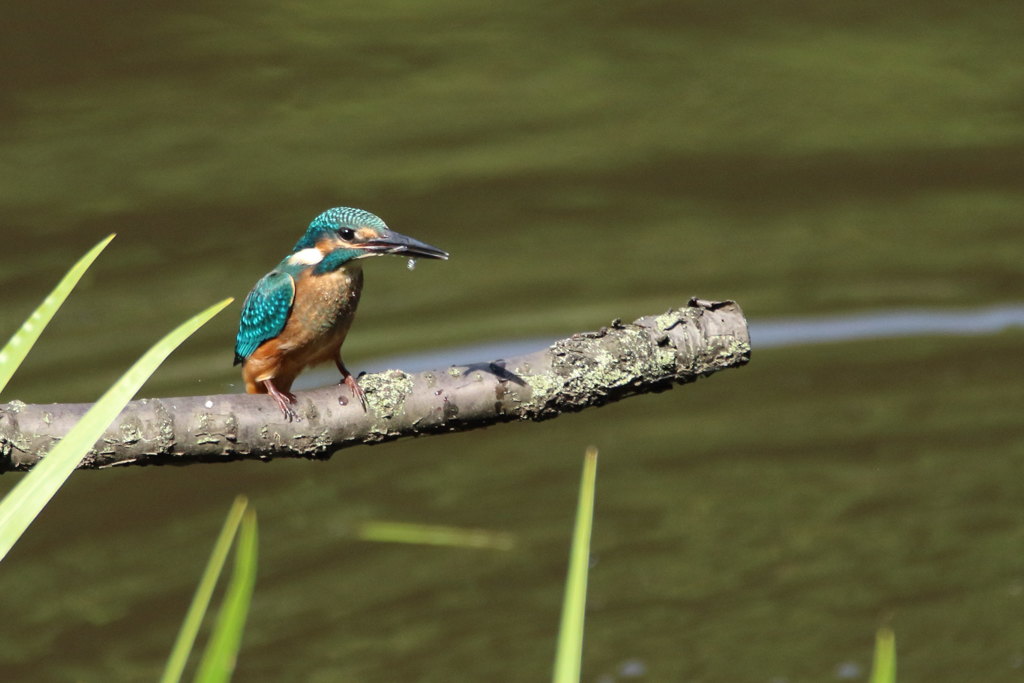 カワセミ 若　小っちゃいの捕ったゾー　