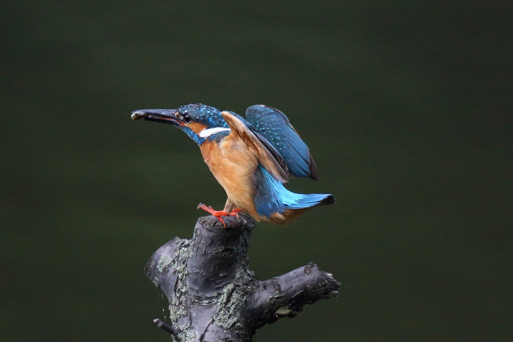 カワセミ 小さいのゲット