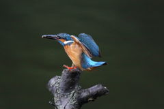 カワセミ 小さいのゲット