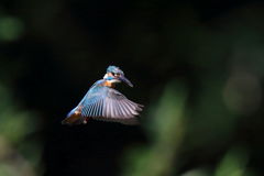 カワセミ ホバ１