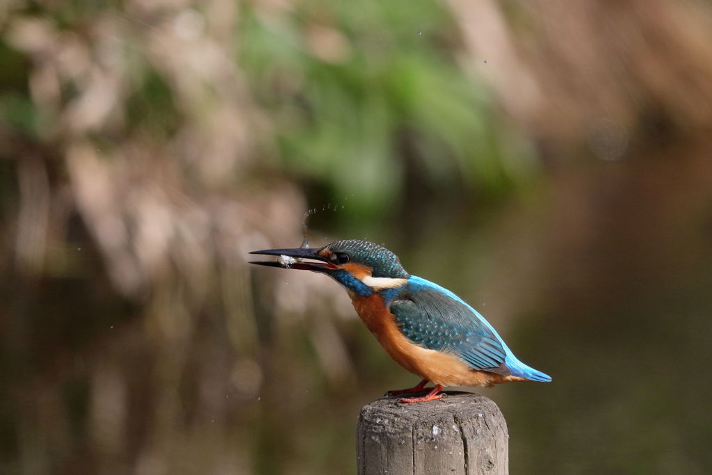 カワセミ 小ゲット