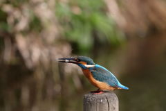 カワセミ 小ゲット