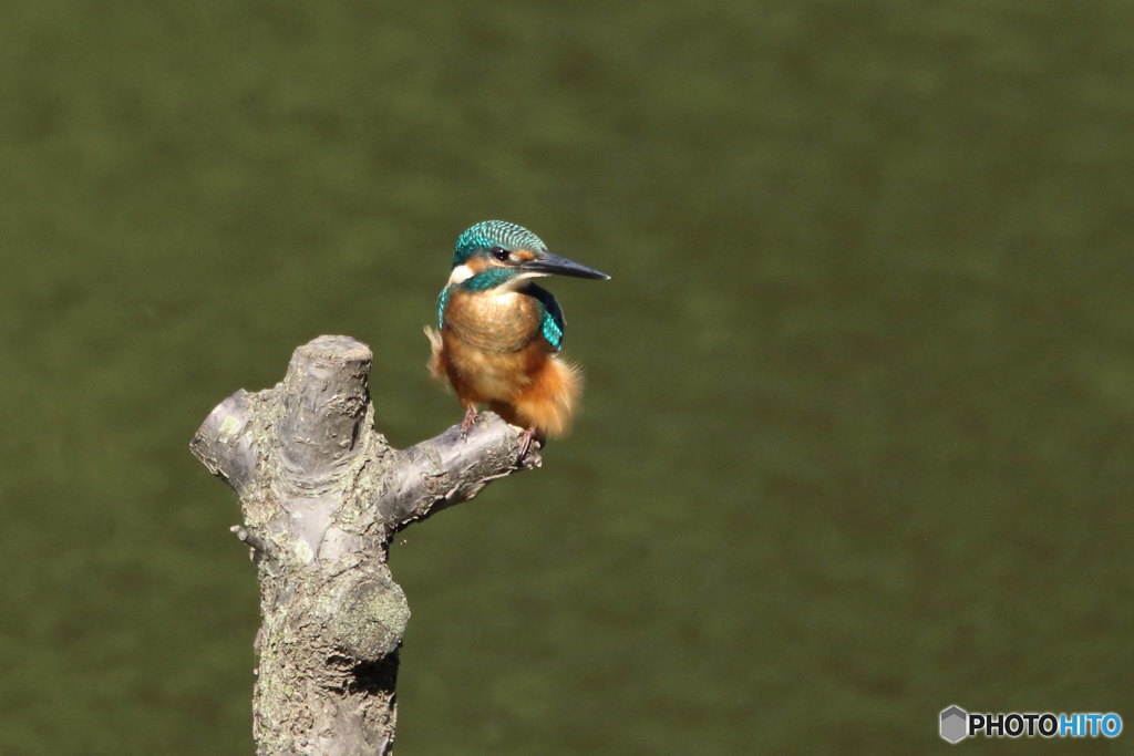 カワセミ 風が下から１