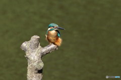 カワセミ 風が下から１