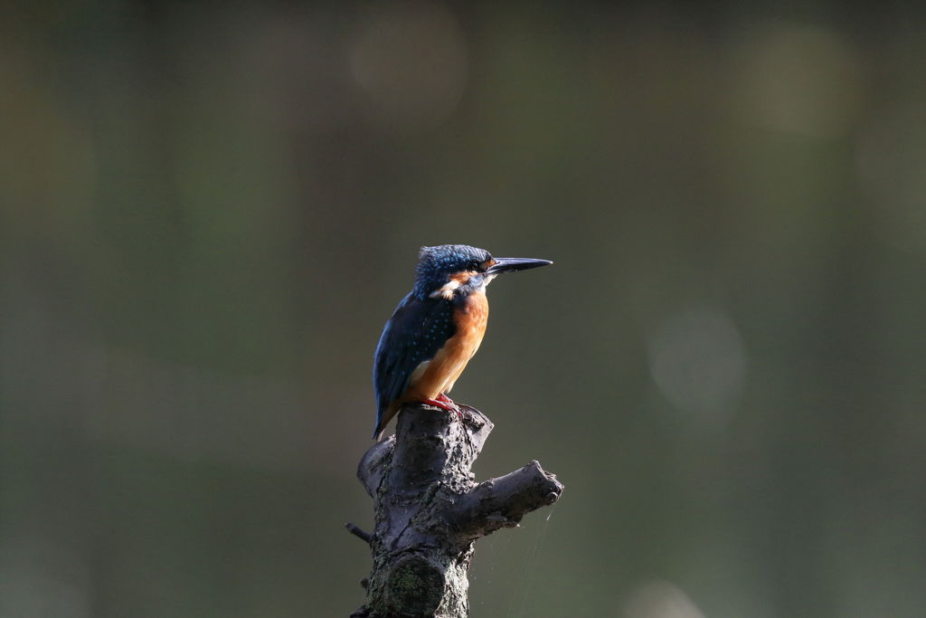 カワセミ 朝日？