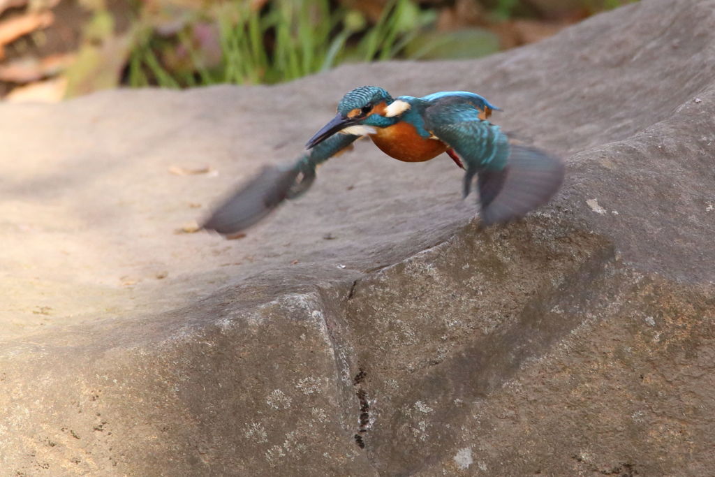 カワセミ 低空飛行