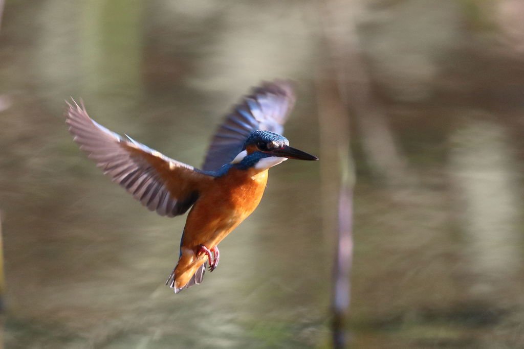 カワセミ ホバ２