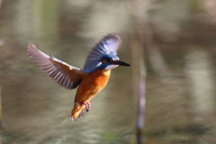 カワセミ ホバ２