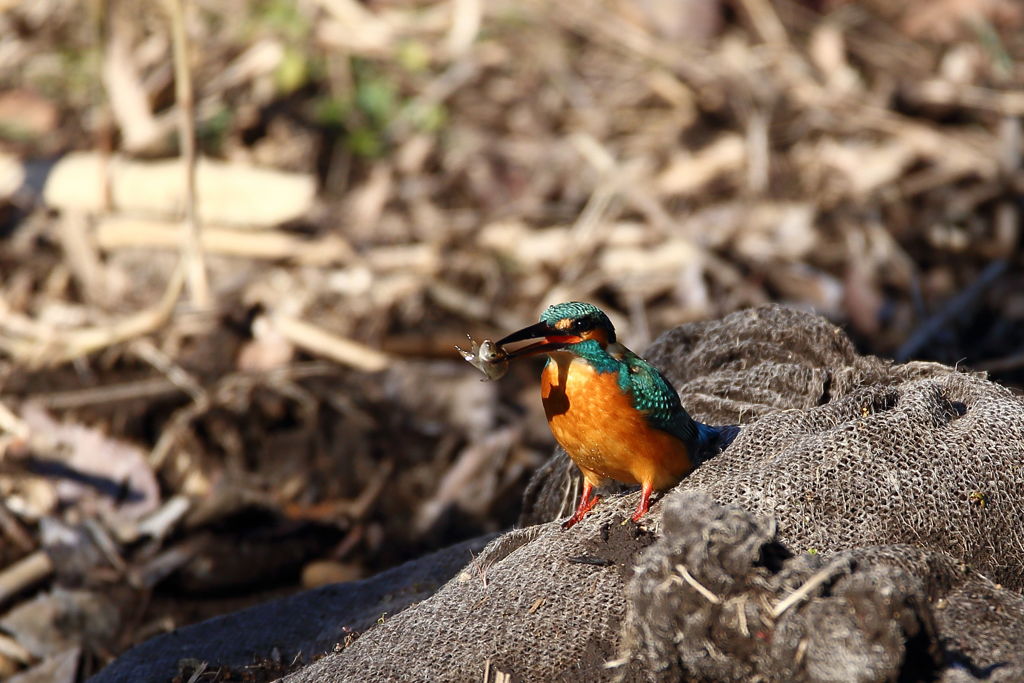 獲物落としそう