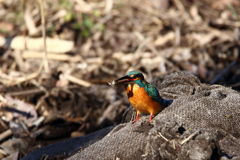 獲物落としそう