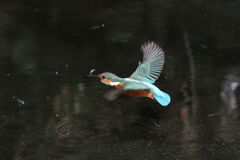 ミニサイズゲット2