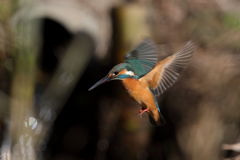 カワセミ ホバ 2-2