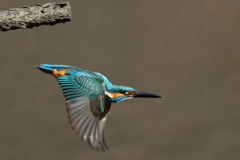 カワセミ 飛出し 1