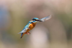 カワセミ ホバ４