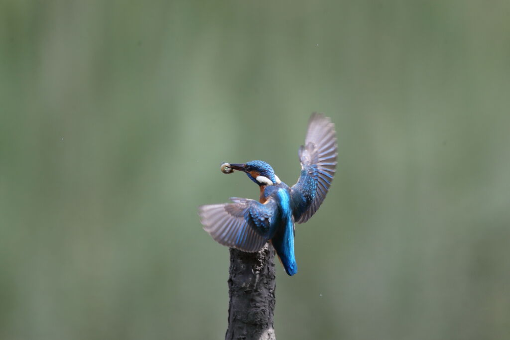 小さいのゲット