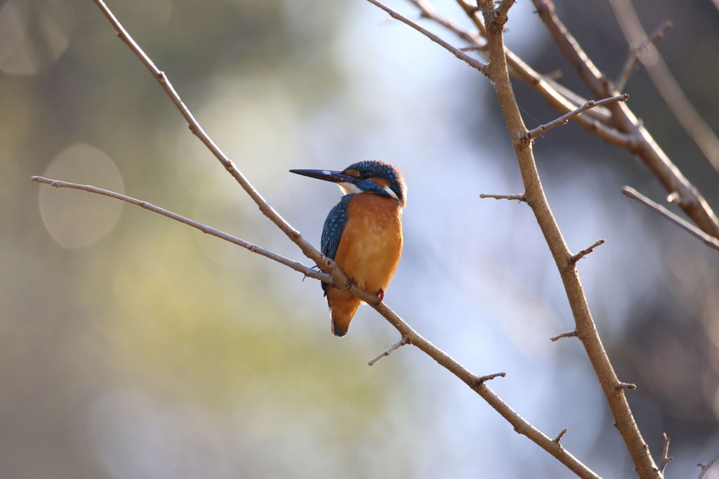 カワセミ　枝間１