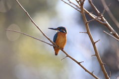 カワセミ　枝間１