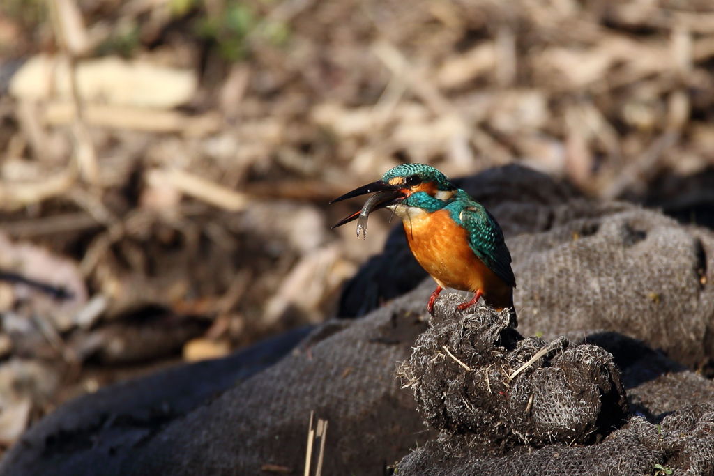 獲物再確保＆食事