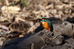 獲物再確保＆食事
