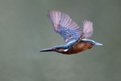 カワセミ 飛出し