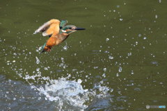 カワセミ幼　ハンティング失敗？１