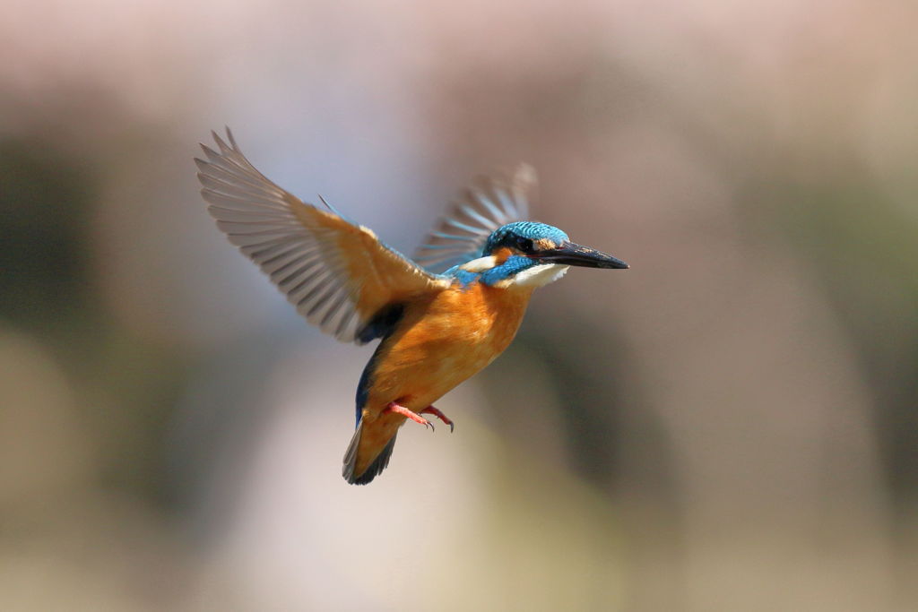 カワセミ ホバ１