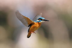 カワセミ ホバ１