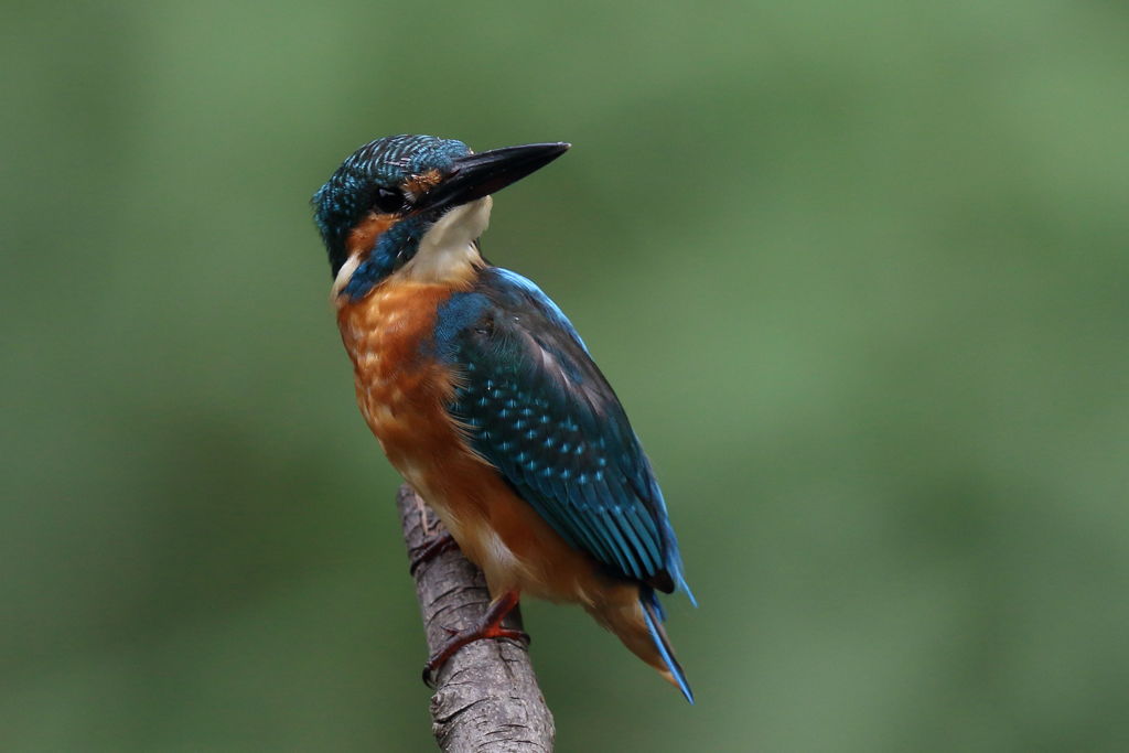 カワセミ　ポーズ ２