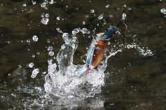 あっち向いてホイ1