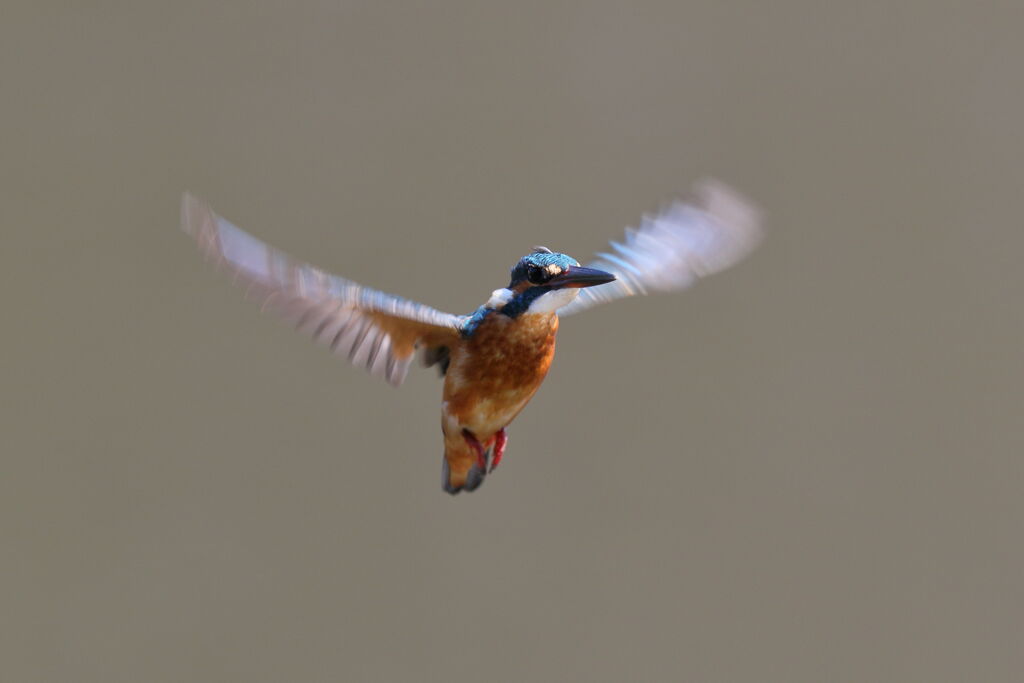 カワセミホバ 1