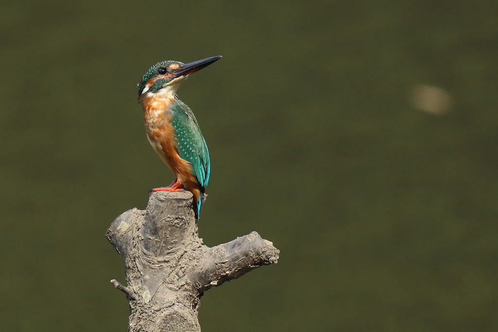 今日のカワセミ
