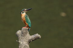 今日のカワセミ