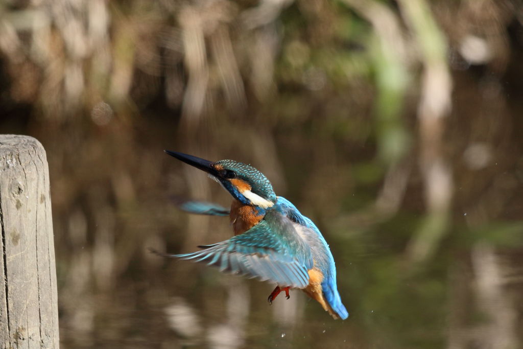 カワセミ 着木前